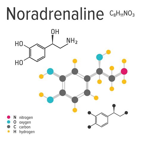 noradrenalin görevi